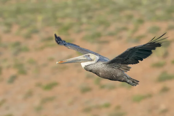 Pelikan uçan iken — Stok fotoğraf