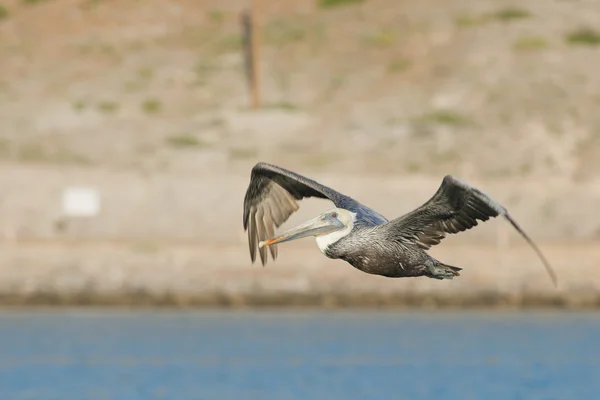 Pelican while flying — Stock Photo, Image