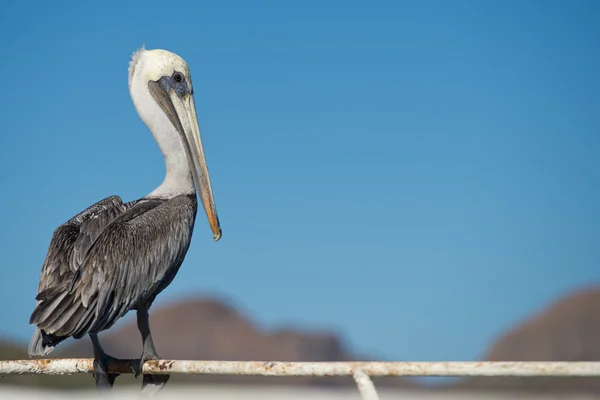 Pelican portrait — Stock Photo, Image