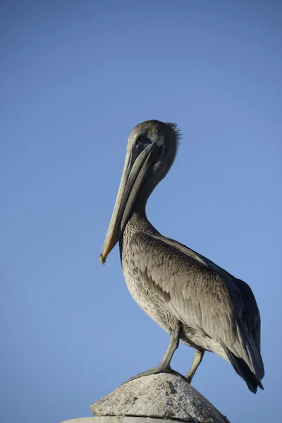 Pelican portrait — Stock Photo, Image