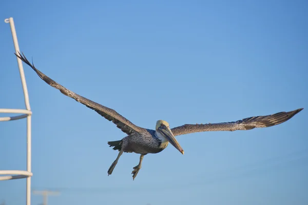 Пеликан во время полета — стоковое фото