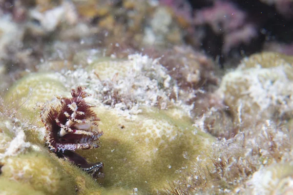 Xmas tree worm underwater — Stock Photo, Image