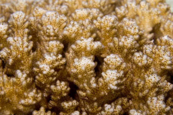 Hard koraal macro detail van Raja Ampat, Papoea Indonesië — Stockfoto