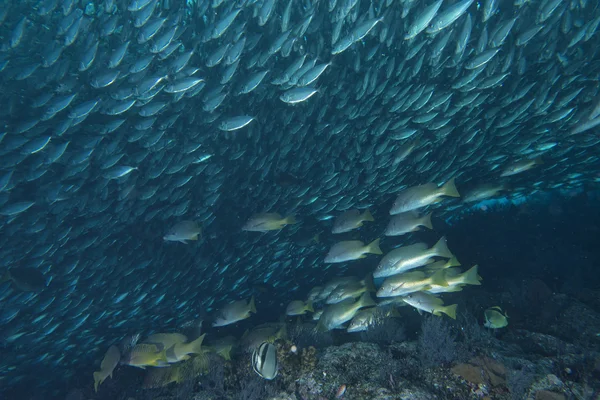 In einem Schwarm Fische unter Wasser — Stockfoto