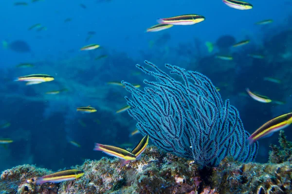 Gorgonia corallo sul profondo oceano blu — Foto Stock