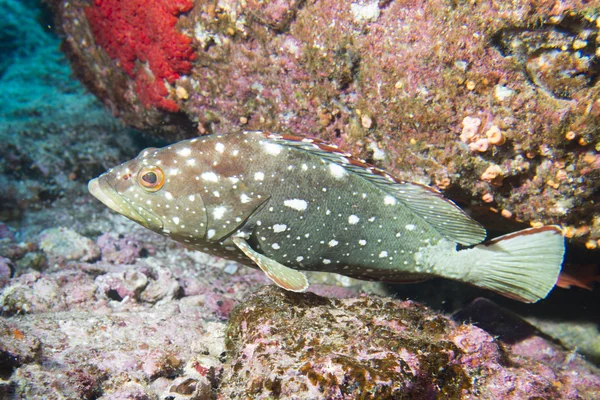 孤立的多彩石斑鱼 — 图库照片