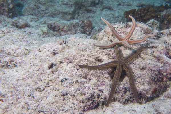 Mořské hvězdy v útesu barevné podvodní krajiny — Stock fotografie