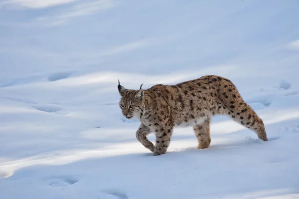 雪地里的山猫 — 图库照片