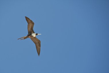 Gannet kuş uçuş sırasında