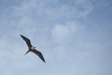 Gannet kuş uçuş sırasında