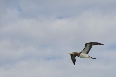 Gannet kuş uçuş sırasında