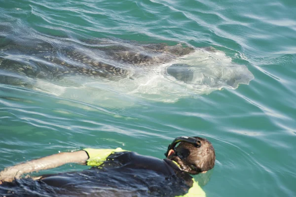 Tiburón ballena mientras come —  Fotos de Stock