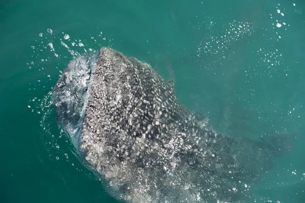 Žralok velrybí při jídle — Stock fotografie