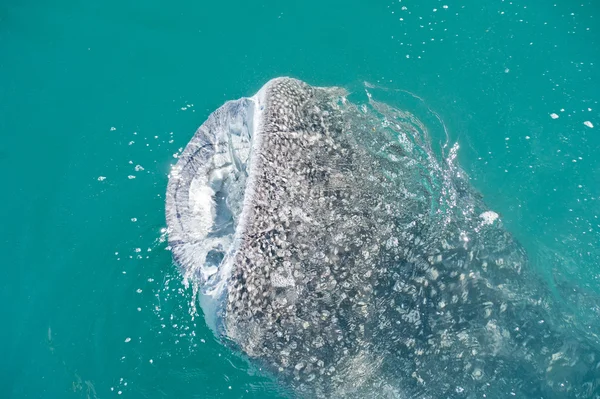 Tubarão-baleia enquanto come — Fotografia de Stock