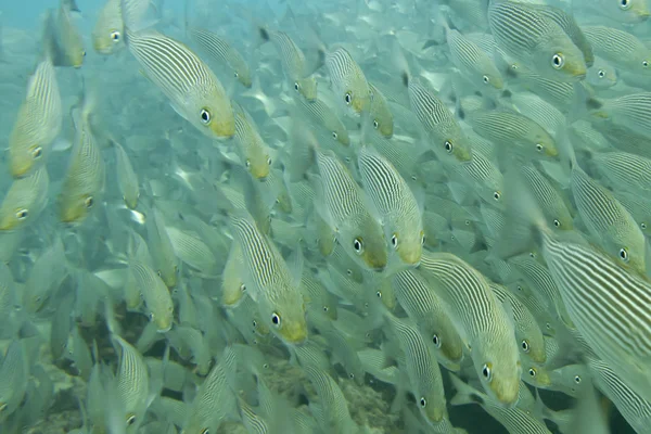 À l'intérieur d'un banc de poissons sous-marins — Photo