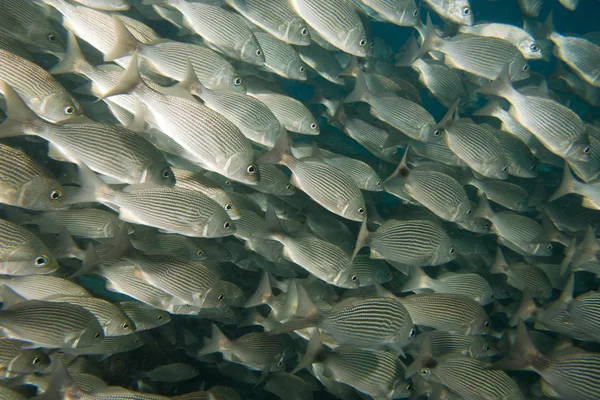 Dentro de una escuela de peces bajo el agua — Foto de Stock