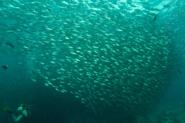 Wewnątrz szkoły ryb pod wodą — Zdjęcie stockowe