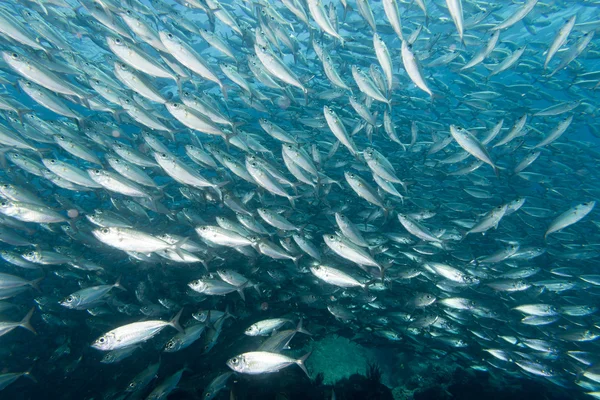 Inside a school of fish underwater — Stock Photo, Image