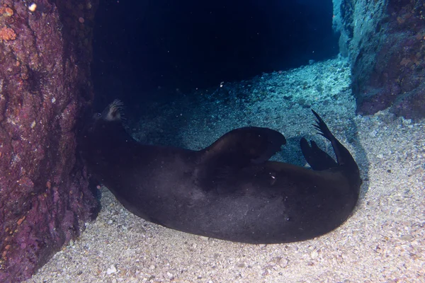 Seelöwe unter Wasser beim Kratzen im Sand — Stockfoto