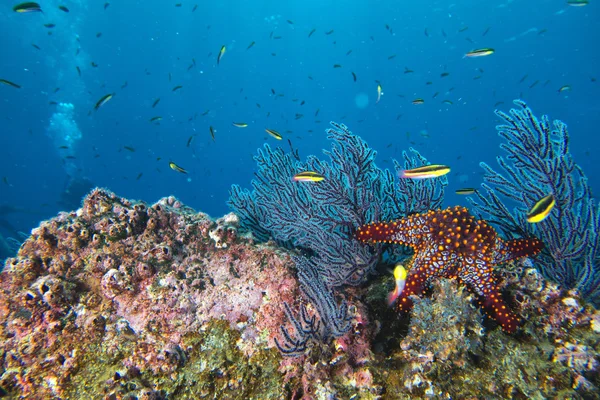 Estrellas de mar en un arrecife colorido paisaje submarino — Foto de Stock