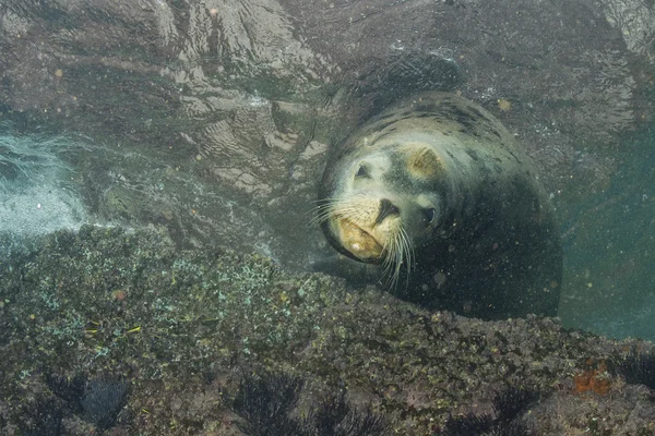 Leone marino maschio sott'acqua che ti guarda — Foto Stock