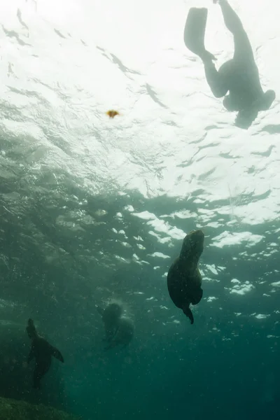 Zeeleeuw onderwater op zoek naar jou — Stockfoto