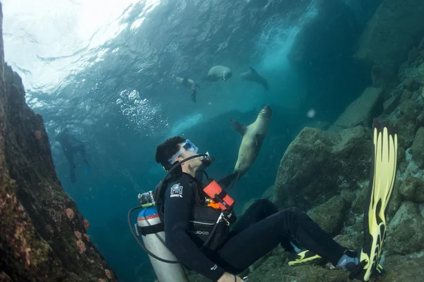 Singa laut bawah air melihat Anda — Stok Foto