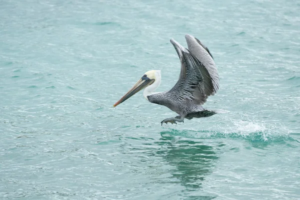 Pelikan beim Fliegen — Stockfoto