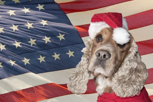 Ein Weihnachtsmann gekleidet Welpe Hund Weihnachten — Stockfoto