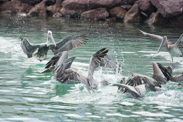 Pelicano enquanto luta por comida — Fotografia de Stock