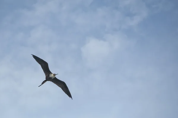 Gannet Bird во время полета — стоковое фото