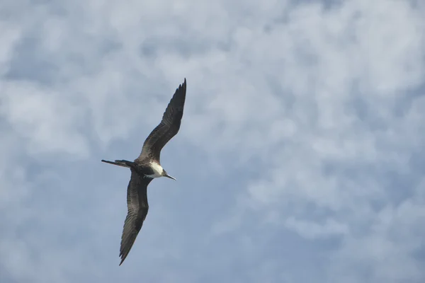 Gannet Bird mientras vuela —  Fotos de Stock