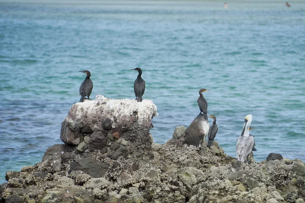 Corvos-marinhos enquanto descansam sobre rochas — Fotografia de Stock