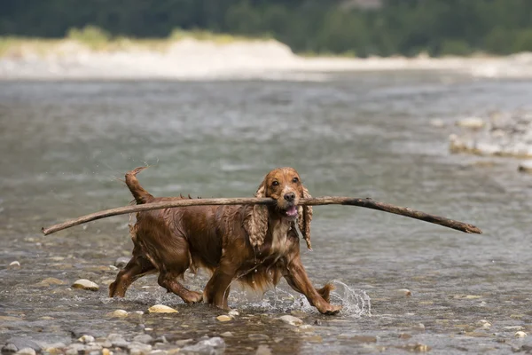 Puppy dog cocker spaniel — Stock Photo, Image