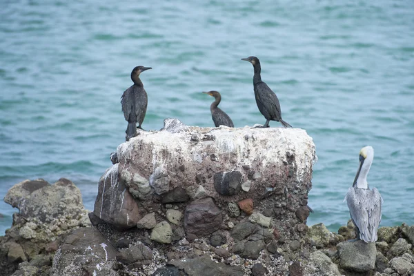 Corvos-marinhos enquanto descansam sobre rochas — Fotografia de Stock