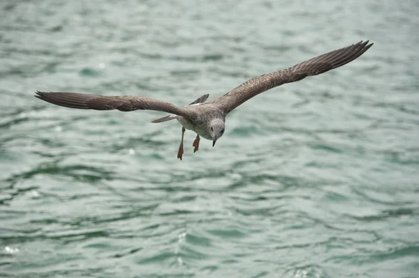 Gaviota volando hacia ti —  Fotos de Stock