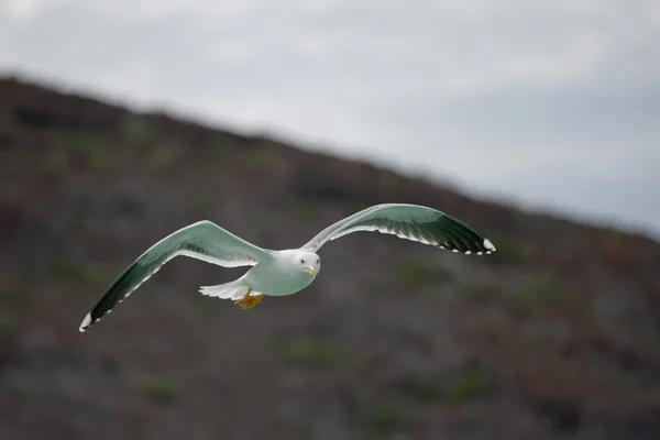 Gaviota volando hacia ti —  Fotos de Stock