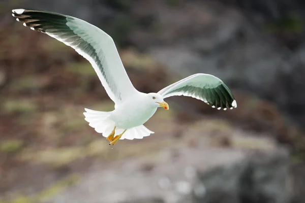 Gaviota volando hacia ti —  Fotos de Stock