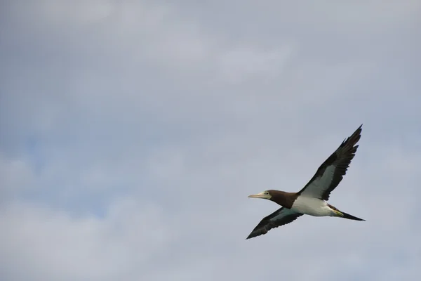 Gannet Bird while flying — Stock Photo, Image