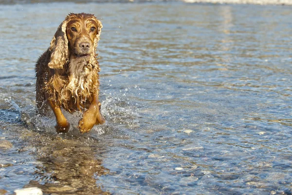 Welpe Hund Cocker Spaniel — Stockfoto