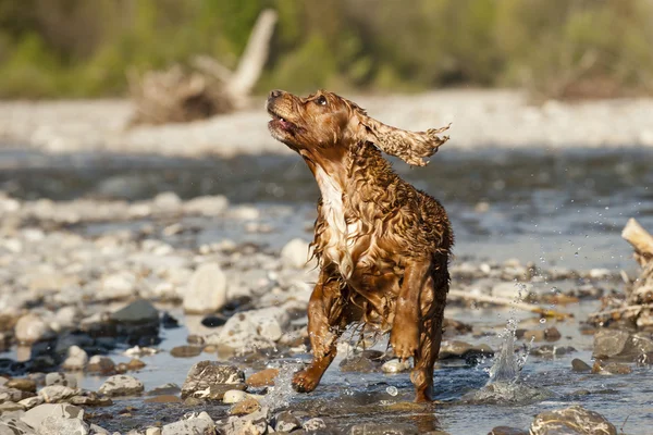 Cachorrinho cocker spaniel — Fotografia de Stock