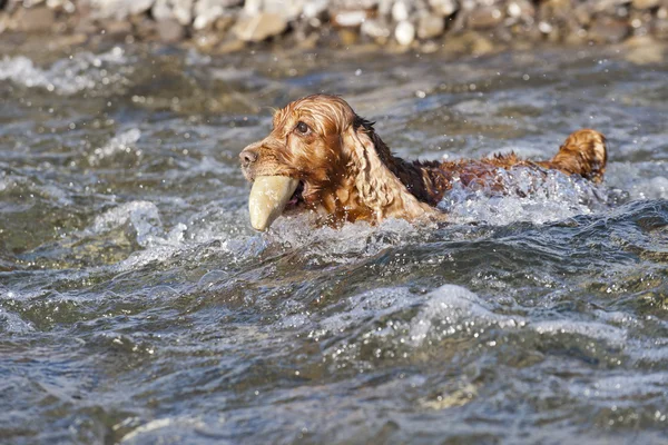 Valp hund cocker spaniel — Stockfoto