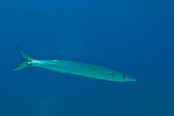 Ryby Barracuda pod vodou — Stock fotografie