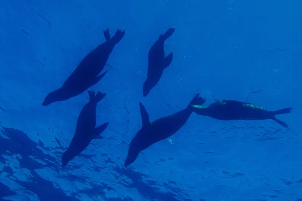 Eine Gruppe Seelöwen unter Wasser — Stockfoto