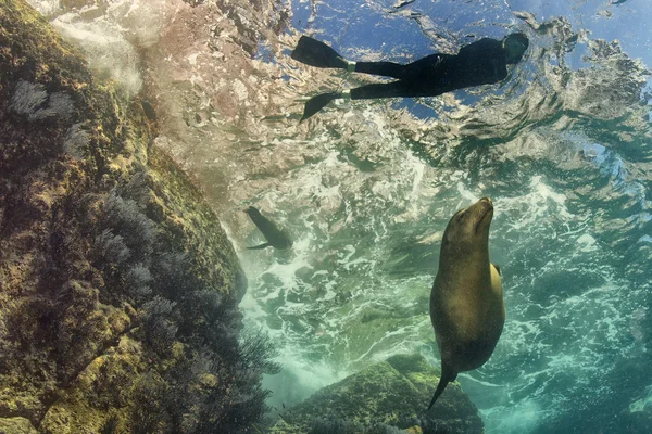 Seelöwe unter Wasser schaut Schnorchler an — Stockfoto