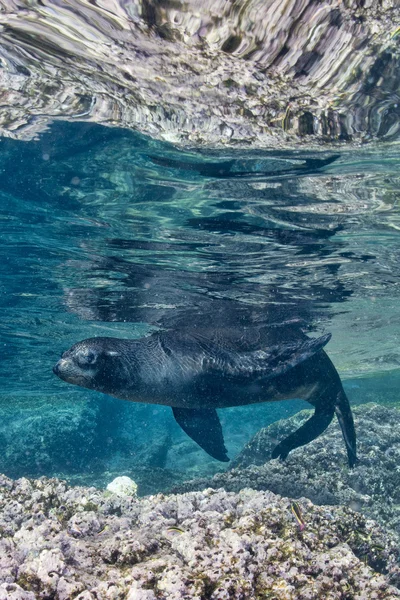 Lion de mer sous l'eau vous regardant — Photo