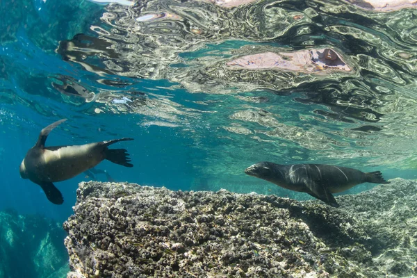 Seelöwe unter Wasser schaut dich an — Stockfoto