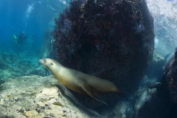 Seelöwe unter Wasser schaut dich an — Stockfoto