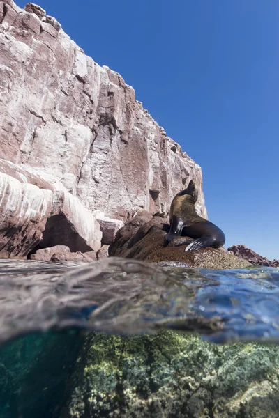 Seelöwe unter und oberem Wasser schaut dich an — Stockfoto