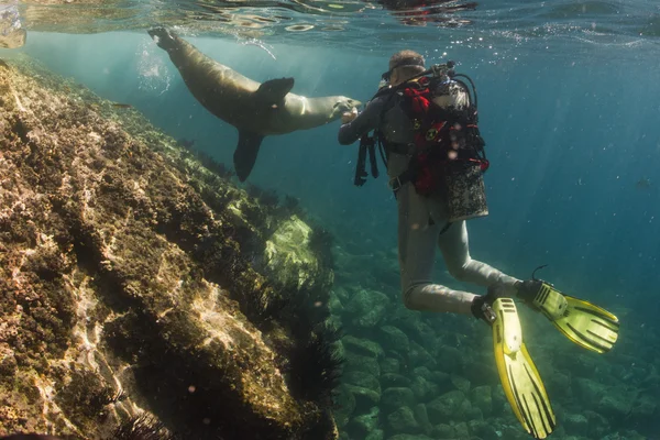 Leão marinho subaquático encontra um fotógrafo — Fotografia de Stock